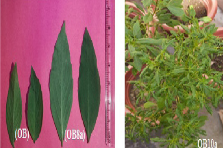 Variations in leaf characters compared to control (OB) showing increased in leaf length (OB8a) and curling of leaves (OB 10a).