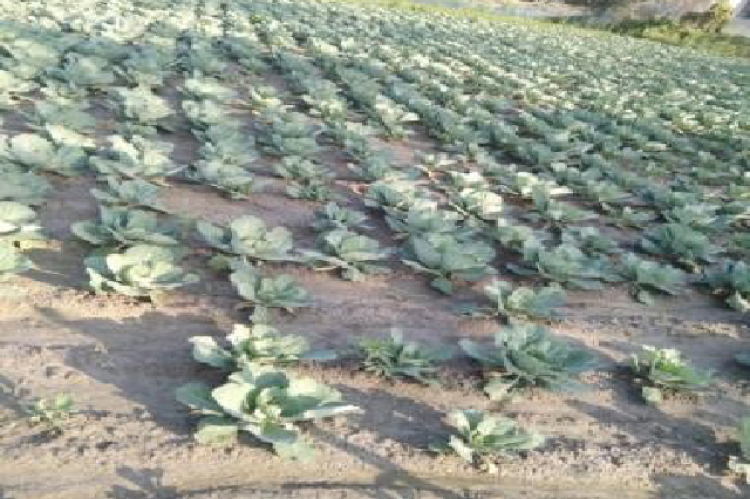 Cabbage field