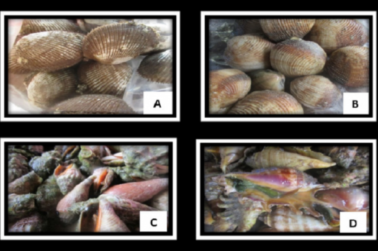 Selected mollusks collected from Guang-guang