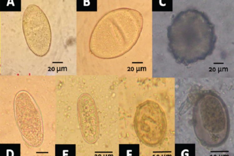 Zoonotic parasites isolated from bovine fecal samples in selected ricefields in Lake Mainit, Philippines