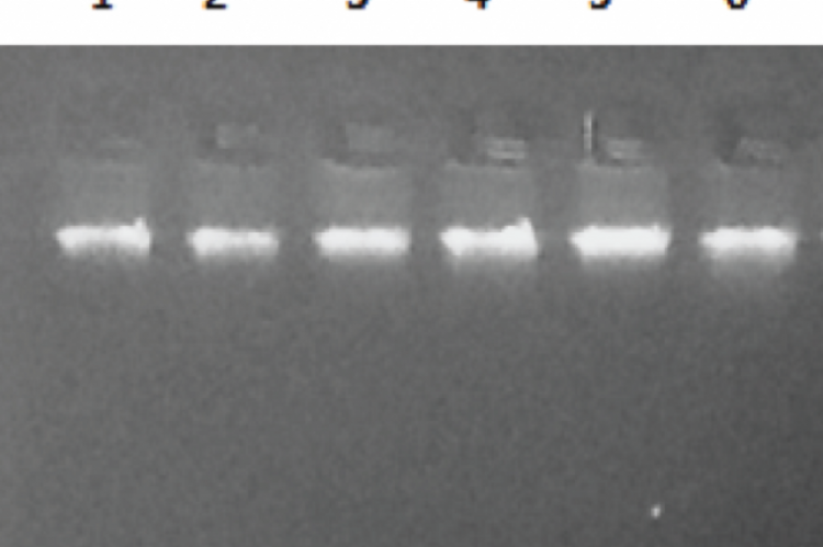 Figure 2: P8 Genomic DNA Loaded on 1% Agarose Gel
