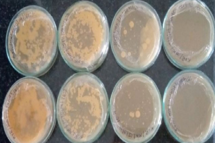 Isolation of yeast from batter samples