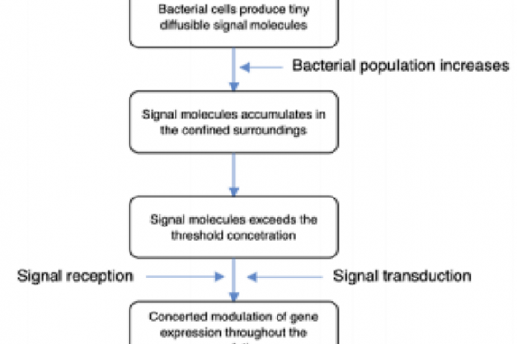 Basic step-wise mechanism/process by which  bacteria bring about quorum sensing