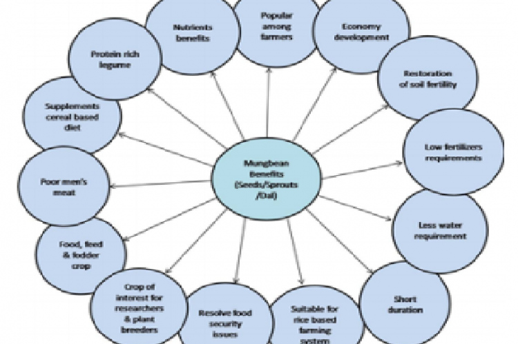  Characteristics features of mungbean