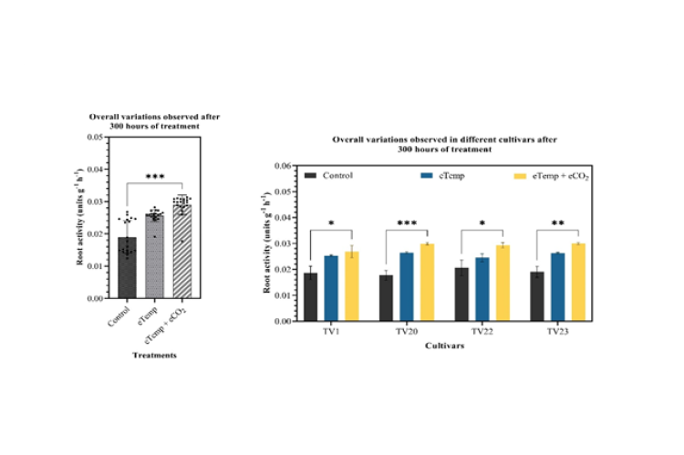 Significant (A) Overall variations were observed in plant root activity after 300 hr in the two different treatments when compared to control. (B) Cultivar-wise variations were observed after 300 hr in the two different treatments when compared to control.