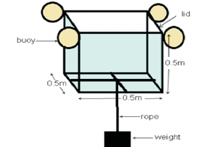 Floating cage used in the exposure of copepods and rabbitfish (S. guttatus) larvae to low