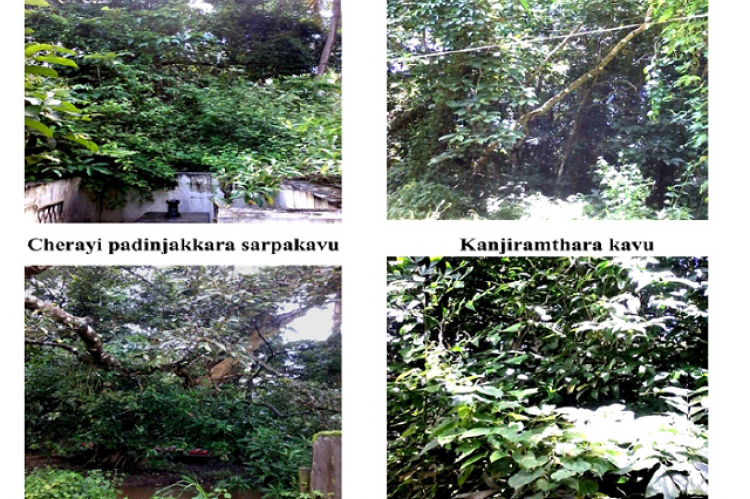 Rare, endemic and medicinal plants of selected sacred groves in  Chavakkad