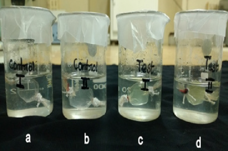 Brown seaweeds collected for the study