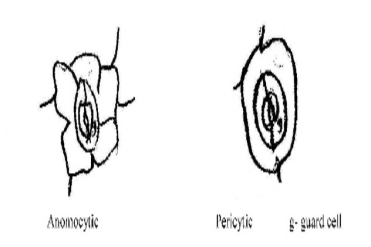 Stomatal Complex Types in Cintrus limon