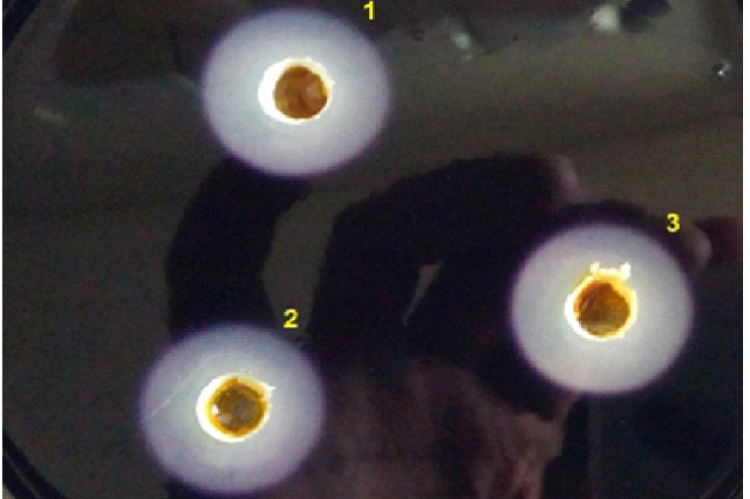 Representation of zone of hydrolysis in starch agar plates stained with iodine