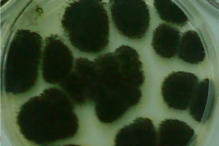 Colony of the Aspergillus foetidus  