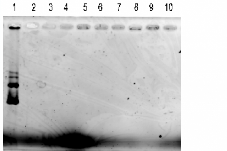 Complex formation of pDNA with carrageenan