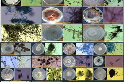 Isolated endophytic fungi