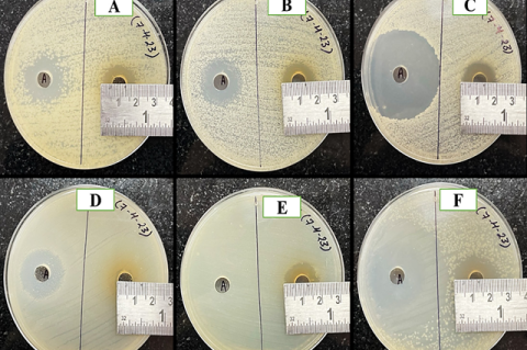 Well Diffusion Anti-microbial Susceptibility Test of Badri Cow Urine Aginst A- Aeromonas salmonicida