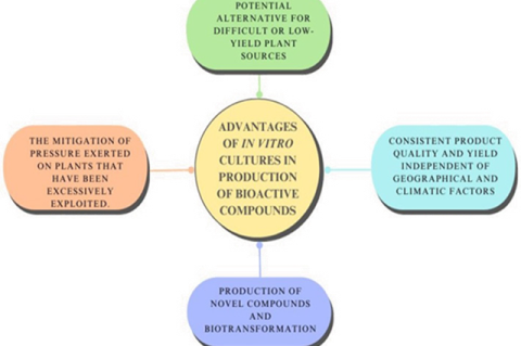 Advantages of in vitro production of bioactive compounds from plants.