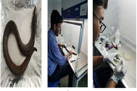 a. Showing M. cuchia, b. Showing a collection of epidermal mucus from M. cuchia under laminar flow hood, c. Showing performance of antimicrobial assay under laminar flow hood.