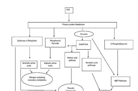 Biosynthesis of secondary metabolites.