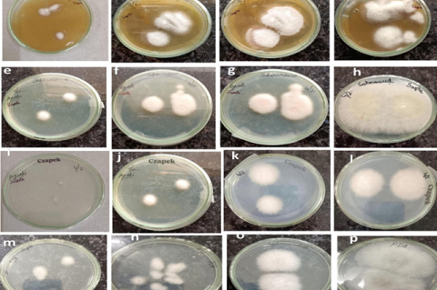 (a-d): Malt Medium (a fungal growth at 48 HAI (hours after inoculation (b) 72 HAI (c) Mature fungal growth 96 HAI (4th day) (d) 120 HAI (day 5) and a well-structured mycelium widely spread in the media. (e-h): On Sabouraud Dextrose Agar. E 48 HAI (Day 2) (f) 96 HAI (Day 4) (g) 120 HAI (Day 5) h) 144 HAI (Day 6). (i-l)On Czapek Dox Agar (CZA) (i) 48 HAI (Day 2) (j) 72 HAI (Day 3 (k) 96 HAI (Day 4) (l) 120 HAI (Day 5) (m-p): On Potato Dextrose Agar (PDA); (m) 24 HAI (Day 2); (n)72 HAI (By Day 3) (o) 96HAI (On