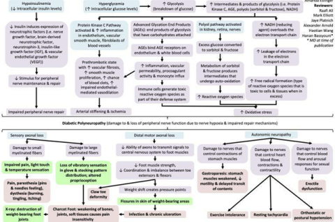Pathophysiology of Diabetic Neuropathy