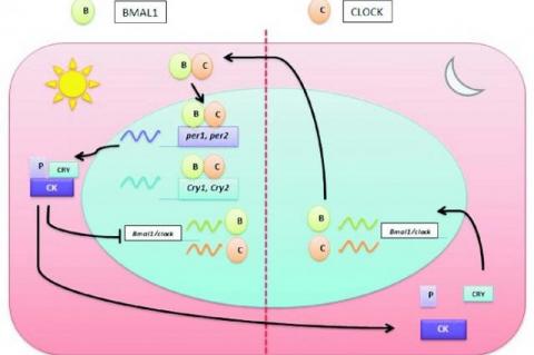 The figure shows the molecular framework of the circadian clock