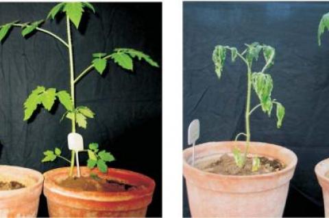 Diseased tomato plants (Experiment 1) on 35th day from