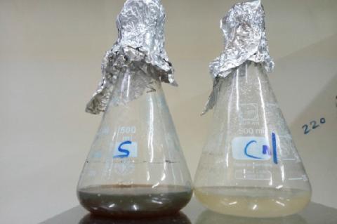 Biosynthesis of AgNPs