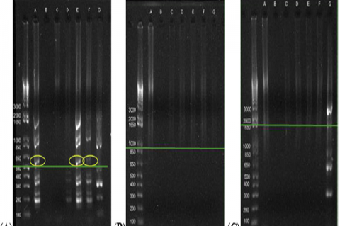 Agarose gel electrophoresis profiles of PCR products amplified using primers (A) (Gentamicin, 616 bp) Tn1696 aacC1 F and Tn1696 aacC1 R., (B) (Kanamycin, 944 bp) Tn903 aph F and Tn903 aph R. and (C) (Tetracycline, 1996 bp) Tn10 tetRA F and Tn10 tetRA R.