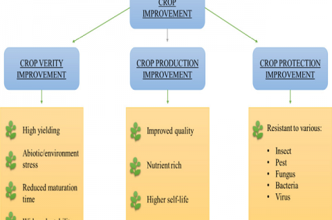 Possible applications of crop improvement.