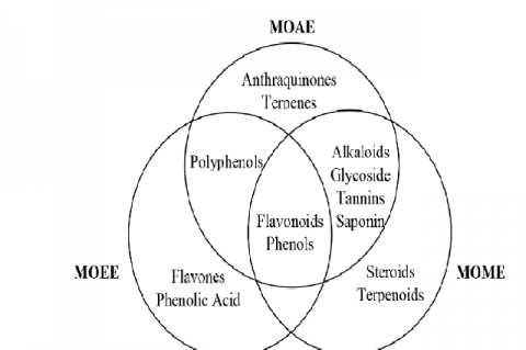 Venn diagram of phytochemicals present in various MO solvent extracts.