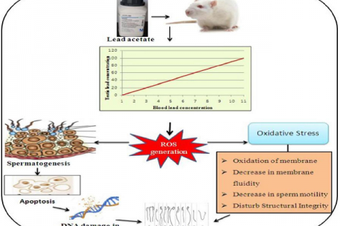 Sperm abnormality induction mechanism in mice.