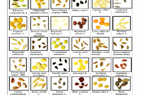 Photos of seeds of medicinal plants species studied