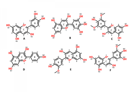 Structures of the different classes of anthocyanidin