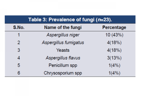 Aspergillus niger, Aspergillus fumigatus, Yeasts, Aspergillus