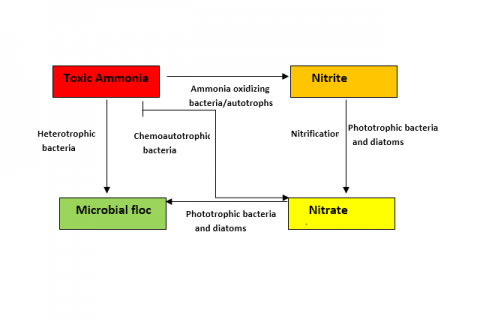Recycling process of toxic nitrogenous waste in Biofloc culture system.
