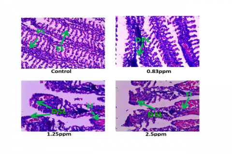Impact of Atrazine on Gill of Female Poecilia sphenops. SL-Secondary Lamella, PL–Primary Lamella,