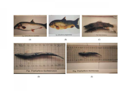 (A) Schiozothorax esocinus (B) Schiozothorax plagiostomus (C) Salmo trutta fario (D) Triplophysa