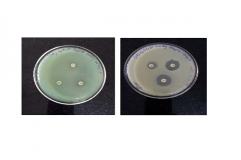 MIC of A. baumannii KSBT18 and S. caprae KSBT32.