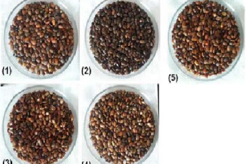 Horse gram (Macrotyloma uniflorum) seeds collected from different locations in Uttarakhand.