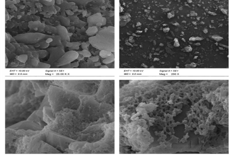 SEM analysis of prepared microsponge.