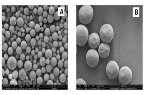 SEM of atorvastatin microspheres optimized formulation