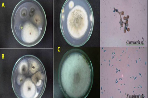 The diagram depicts the growth of endophytes from the edges of the plant leaf samples