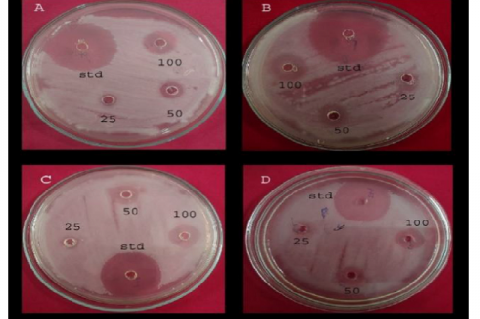 The antibacterial activity of methanolic leaf extract of Holigarna ferruginea against A- Klebsiella pneumonia MTCC