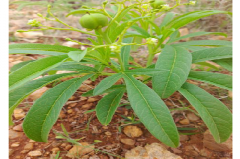 Habit of the Jatropha heynei.