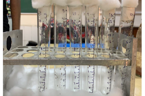 Drosophila melanogaster flies placed in tubes for RING assay.
