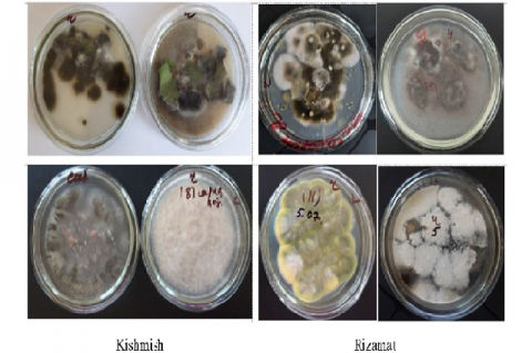 Microbiome of diseased «Kishmish» and «Rizamat» grape varieties grown in culture media