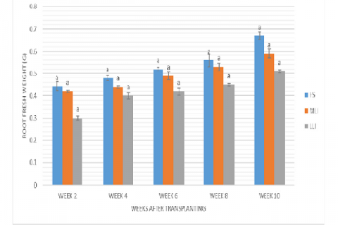 Mean fresh weight of the root of H. suaveolens subjected to different light intensities in the course of growth.