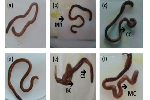 Morphological abnormalities observed in earthworms Amynthas alexandri exposed to different