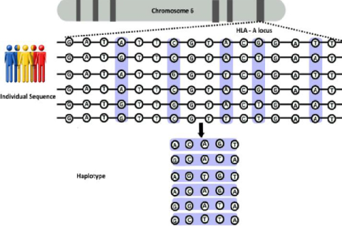 The organization of SNP, haplotype and SNP tag in HLA-A gene system.