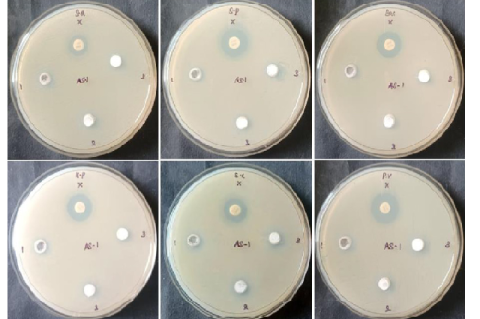 Antibacterial activity of GABT NPs treated with S. aureus, S. pneumoniae, B. subtilis, K. pneumoniae, E. coli, and P. vulgaris bacterial strain.