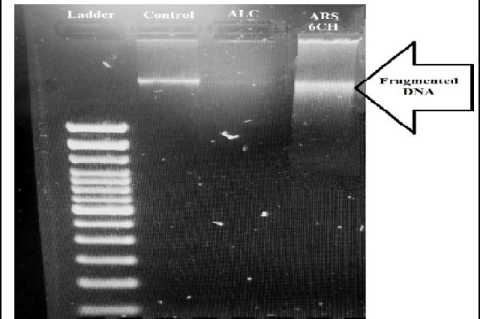 A clear fragmented DNA was seen in UV trans-illuminator with ARS 6CH than control.